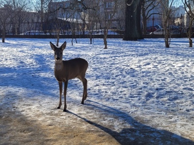 Sarna w Parku Źródliska! Niecodzienny widok w centrum miasta