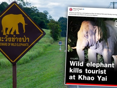 Śmiertelny atak w Tajlandii. Dziki słoń zabił turystę