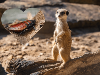 Nazwij robala imieniem eks i patrz, jak pożera go zwierzę – niecodzienna oferta łódzkiego zoo