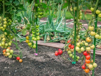 Zanim posadzisz pomidory, zrób to. Plony będą o wiele większe