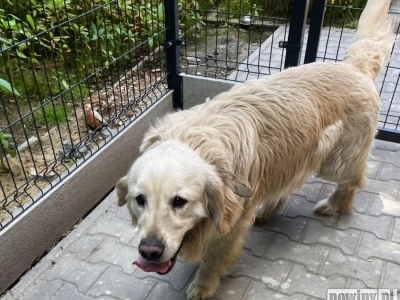 Piwnica, cierpienie, wyrok. Sprawca odpowie za znęcanie się nad psem