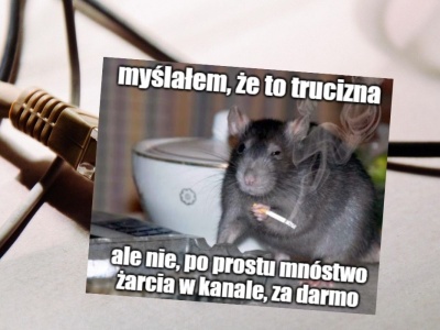 Brytyjska firma upadła, bo biodegradowalne osłony kabli zeżarły szczury