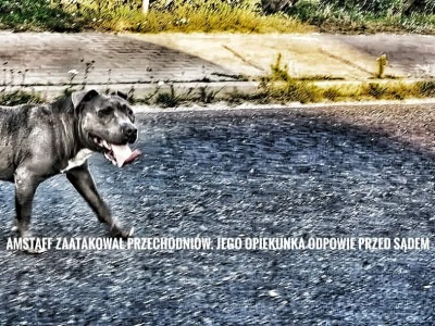 Wniosek o ukaranie za niezachowanie ostrożności przy trzymaniu psa