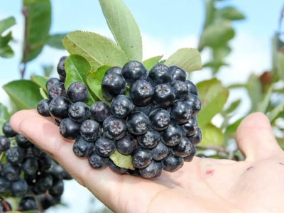 Wysoki plon, jędrne owoce – o nawożeniu aronii słów kilka