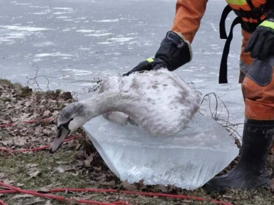 Ptaki ofiarami zimy. Mróz nie dał szans (ZDJĘCIA)