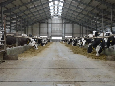 43 mln litrów mleka dziennie zagrożone. Organizacje mleczarskie apelują do premiera o pilną reakcję!