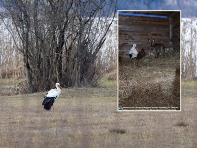 Nagranie z ośrodka rehabilitacji zwierząt hitem sieci. 