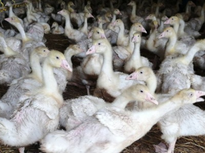 Nowe ogniska pomoru drobiu w czterech województwach