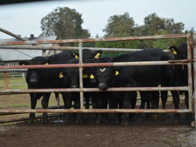 Ceny bydła 3.02.2026: ubojnie nie chcą podnosić, a rolnicy sprzedawać. Jakie stawki?