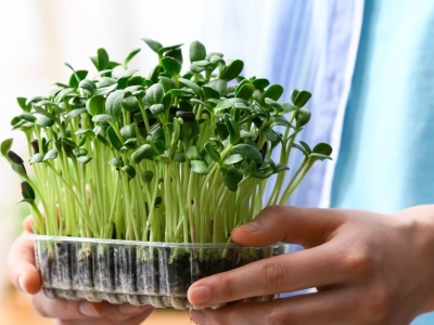 Kiełki, mikrolistki, szczypiorek - postaw na domowe nowalijki, zdrowsze od kupnej sałaty