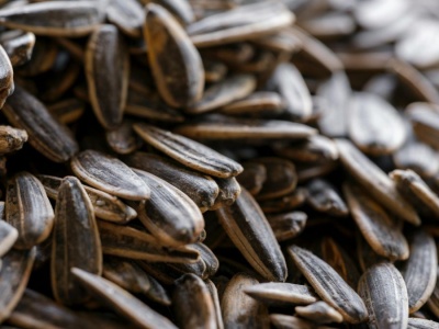 Pilne wycofanie pestek słonecznika. Wykryto w nich groźne toksyny