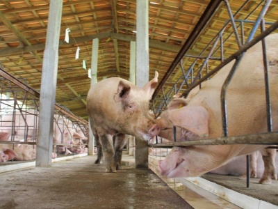 Jak będzie wyglądał rynek wieprzowiny w 2026 r.? Wiele zależy od sytuacji w Hiszpanii