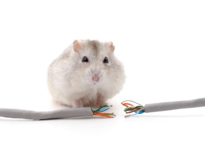 Szczury doprowadziły brytyjską firmę do bankructwa