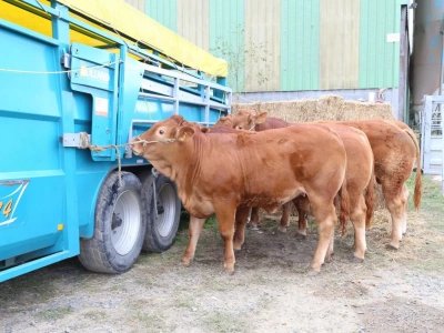Mróz wstrzymuje sprzedaż bydła. Jakie są dziś ceny byków, krów i jałówek?