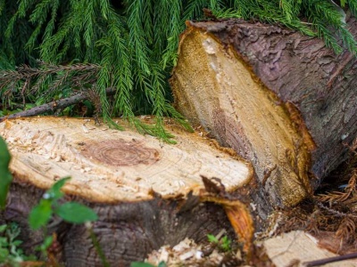 Chcesz wyciąć drzewo? Sprawdź, zanim zapłacisz karę