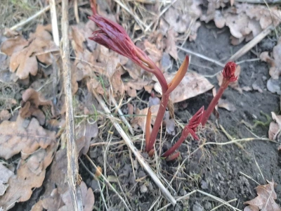 Wsyp do wody i podlej piwonie jeszcze zimą. Wiosną krzewy eksplodują kwiatami