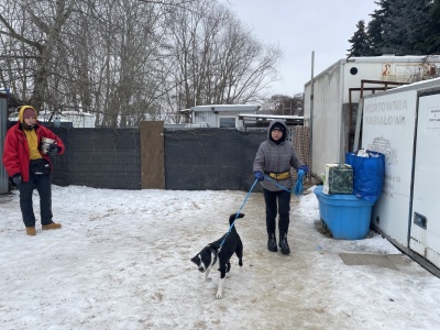 Trudna sytuacja sandomierskiego schroniska dla psów