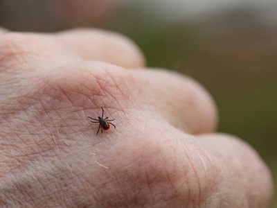 Ryzyko boreliozy w Polsce. Nowe badania pokazują, kiedy ukąszenie kleszcza jest najbardziej niebezpieczne