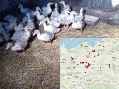 Ognisko ptasiej grypy w Polsce – to już 26. przypadek. Skala w Europie rośnie