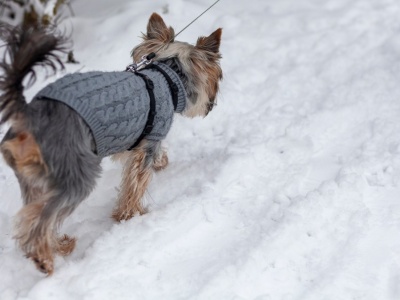 W pseudohodowli żyło 99 psów. Zarzuty dla właścicielki