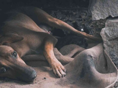 W Europie też jedzono psy. To nie głód był powodem