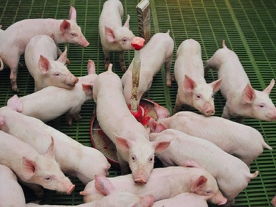 Rośnie import prosiąt i warchlaków do Polski. Przywóz żywca przekroczył 8 mln sztuk