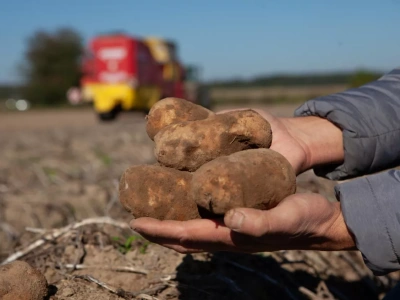 Ceny ziemniaków: jak rynek radzi sobie z nadwyżkami i jakie prognozy?