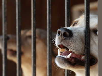 Gminy szukają schronisk dla zwierząt. Nie jest łatwo