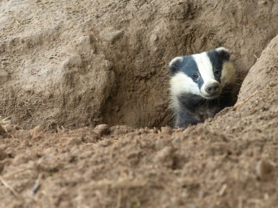 Nowy lokator w Łazienkach Królewskich. Apel o ciszę i spokój