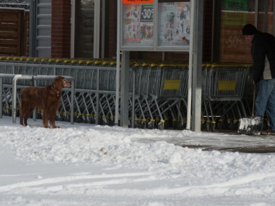 Zostawiasz psa przed sklepem na mrozie? Oto co mówią przepisy i sieci