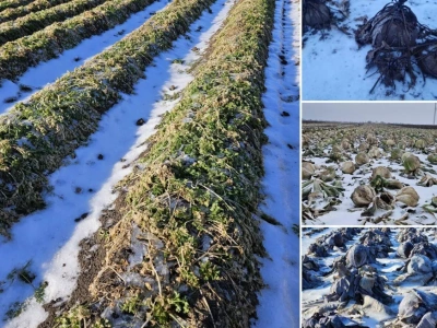Rolnikom zamarzły plony. „Zostawiłem 60 ton pietruszki na polu”