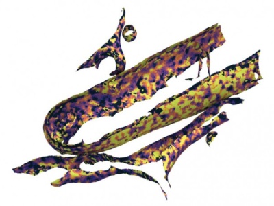 Po raz pierwszy zmierzono grubość błon wewnątrz komórki