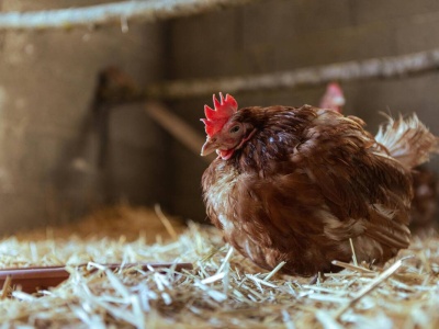 Zimowy spadek nieśności? To nie mróz jest problemem