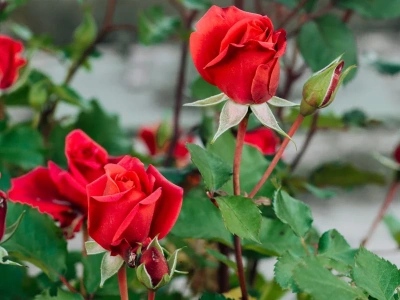 Nie spiesz się z nawozem! Ten jeden termin decyduje, czy róże latem obsypią się kwiatami