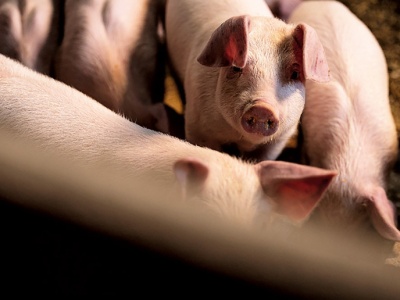 Rynek trzody w głębokiej dekoniunkturze. Końca kryzysu nie widać
