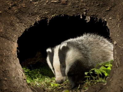 Wykopał norę i ułożył się do snu. Wyjątkowy gość w Warszawie