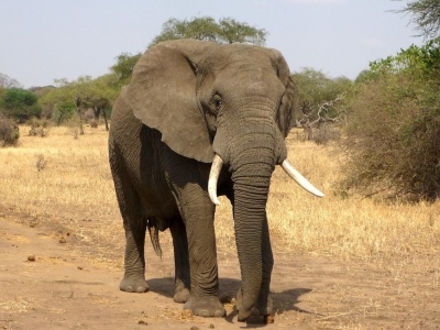 Dziki słoń zabił turystę w parku narodowym w Tajlandii
