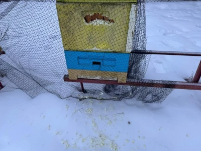 Dzięcioły rzuciły się na ule i niszczą je – pszczoły w niebezpieczeństwie!