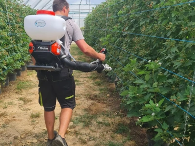 Pożyteczne organizmy drapieżne - w jaki sposób aplikować je na plantacji?