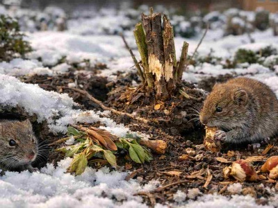 Karczowniki nie śpią zimą, rujnują ogród. Zrób to, a uciekną pędem