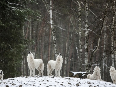 Zakaz polowań na wilki utrzymany. Rolnicy w Szwecji biją na alarm