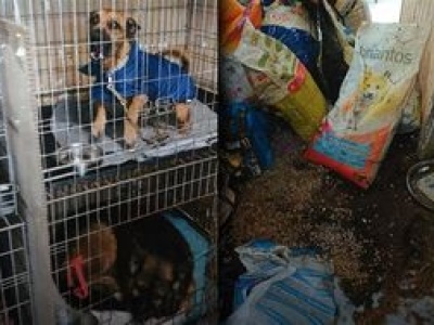 Horror trwa. Oto nowe miejsce dla uratowanych psów z Sobolewa: krew, zwłoki, ciasne klatki