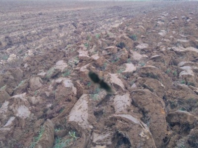 Życie w glebie pod presją. Pozostałości pestycydów w tym glifosatu nie są obojętne