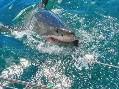 66-latek przeżył atak rekina. 