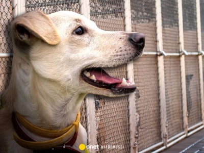 Obowiązkowe czipowanie psów? Polacy nie mają wątpliwości