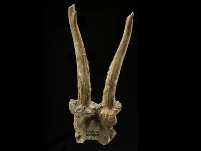 Rytualna czaszka z Niemiec ujawnia sekrety prehistorii. To enigmatyczny artefakt sprzed 7500 lat