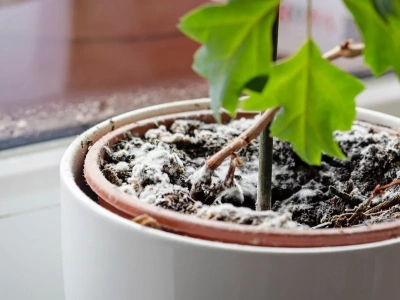 Biała pleśń zniknie z doniczki w jeden dzień. Wystarczy użyć tego płynu