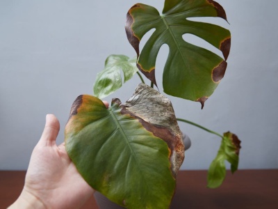 Te objawy to zły znak. Rośliny atakuje niewidzilany wróg. Inwazję powstrzyma 