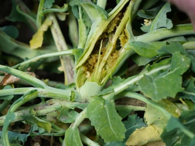 Chowacze w rzepaku: jak dobrać insektycyd przy chłodnej wiośnie?