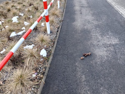 Byle nie nastąpić na psie kupy